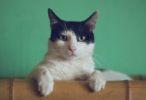 Котка — котето и змията